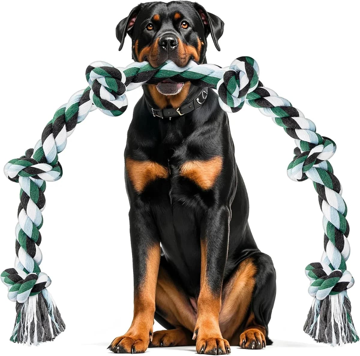 Give a gift, not just a donation,  Mixed Breed for adoption at Live PAWS Tenerife