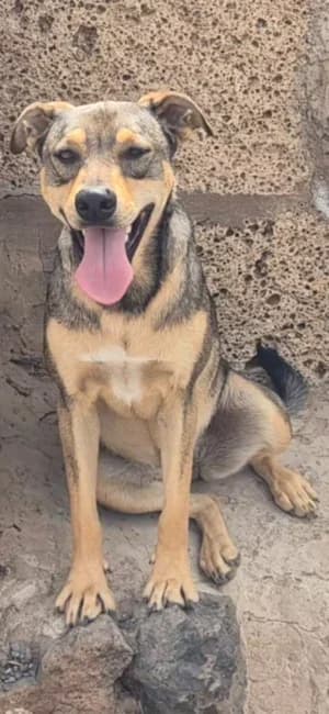 Betty,  (Live PAWS Tenerife)