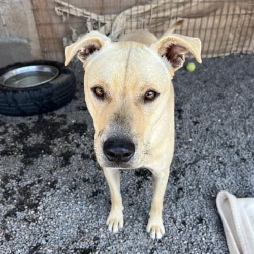 Bruno, male young mixed breed for adoption at Live PAWS Tenerife