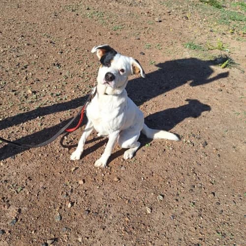 Chachi, male young mixed breed for adoption at Live PAWS Tenerife