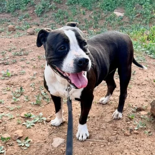Dakota, female senior mixed breed for adoption at Live PAWS Tenerife