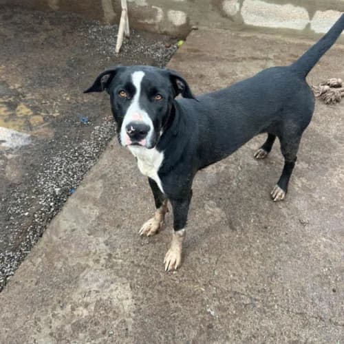 Dandara, female puppy mixed breed for adoption at Live PAWS Tenerife