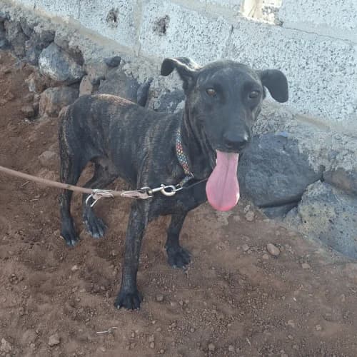 Dhalia, Mixed Breed (Live PAWS Tenerife)