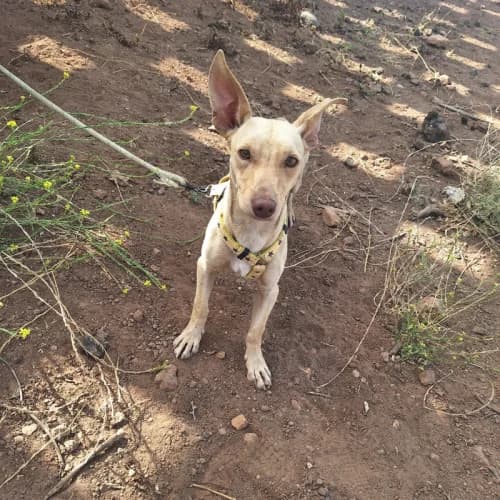 Dobby,  mixed breed for adoption at Live PAWS Tenerife