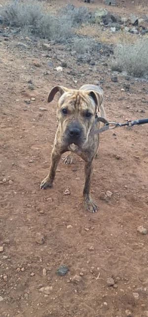 Dushi,  mixed breed for adoption at Live PAWS Tenerife