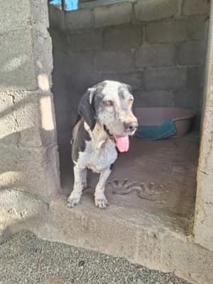 Emily,  mixed breed for adoption at Live PAWS Tenerife