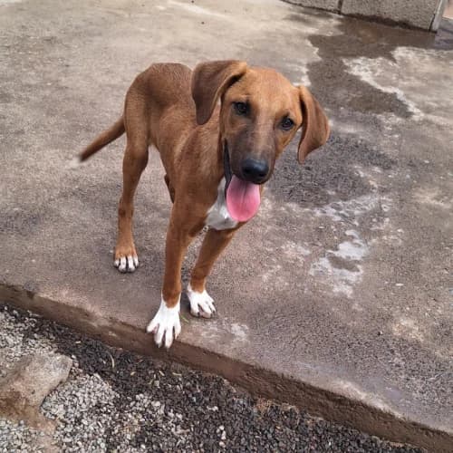 Enzo, male young Mixed Breed for adoption at Live PAWS Tenerife
