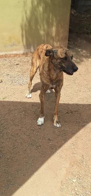 Faust,  mixed breed for adoption at Live PAWS Tenerife