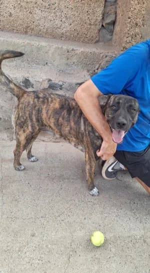 Hexe,  mixed breed for adoption at Live PAWS Tenerife