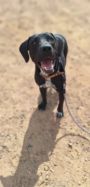 Indy,  mixed breed for adoption at Live PAWS Tenerife