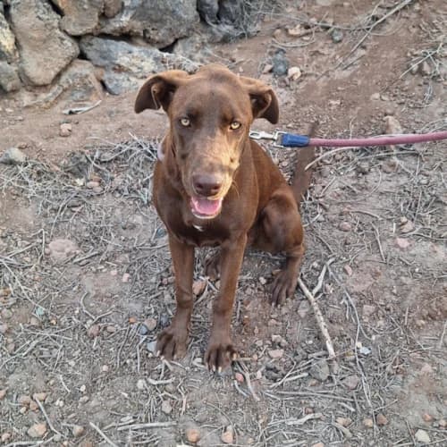 Lenteja, female young Mixed Breed for adoption at Live PAWS Tenerife