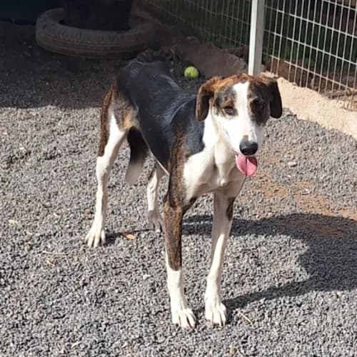 Linus,  (Live PAWS Tenerife)