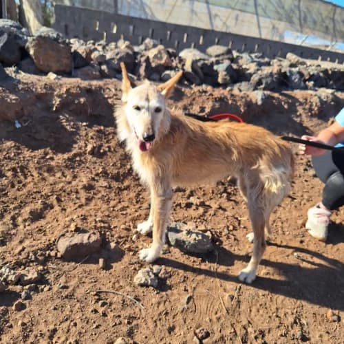 Lizzie, female senior Mixed Breed for adoption at Live PAWS Tenerife