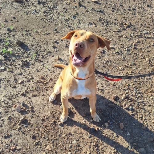 Locki, male young mixed breed for adoption at Live PAWS Tenerife