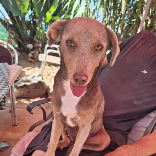 Marlee,  (Live PAWS Tenerife)