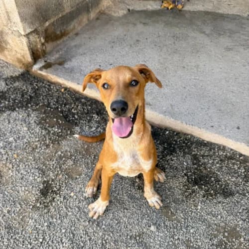 Oliver, male young Mixed Breed for adoption at Live PAWS Tenerife