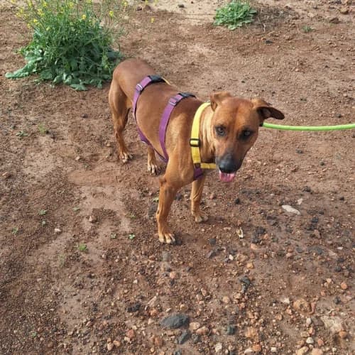 Oliver, male puppy mixed breed for adoption at Live PAWS Tenerife