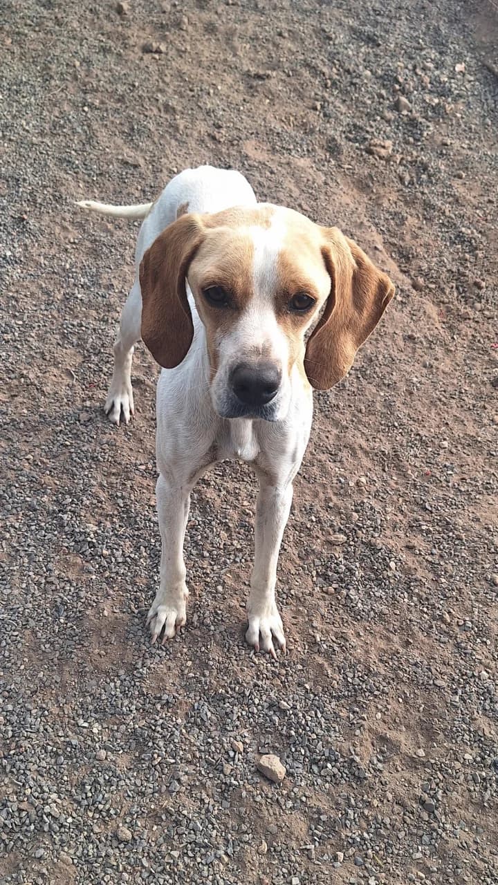 Pepita, female mixed breed for adoption at Live PAWS Tenerife