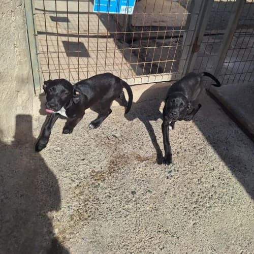 Puppies, male puppy mixed breed for adoption at Live PAWS Tenerife