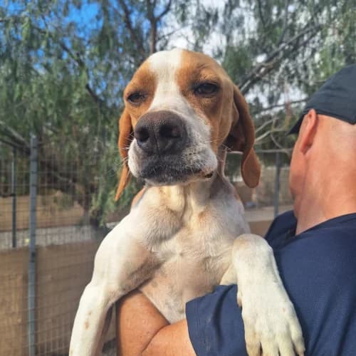 Ramiro, male young mixed breed for adoption at Live PAWS Tenerife