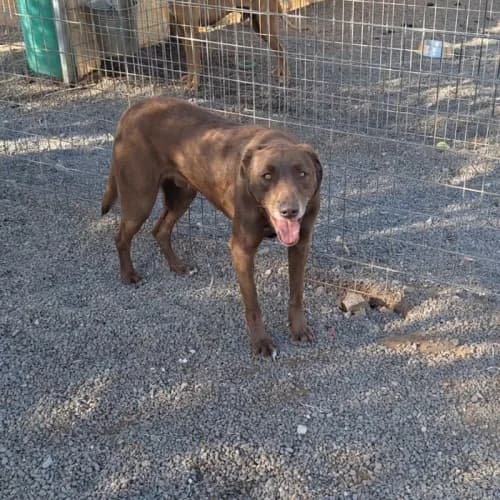Raven, Mixed Breed (Live PAWS Tenerife)