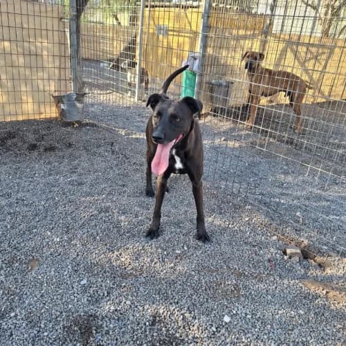 Raya, Mixed Breed (Live PAWS Tenerife)