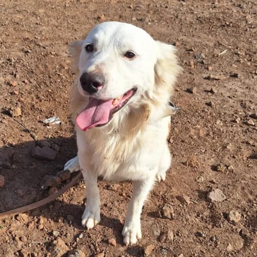 Riley, male young mixed breed for adoption at Live PAWS Tenerife