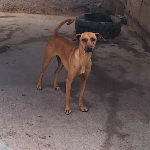 Rosalina, female young mixed breed for adoption at Live PAWS Tenerife