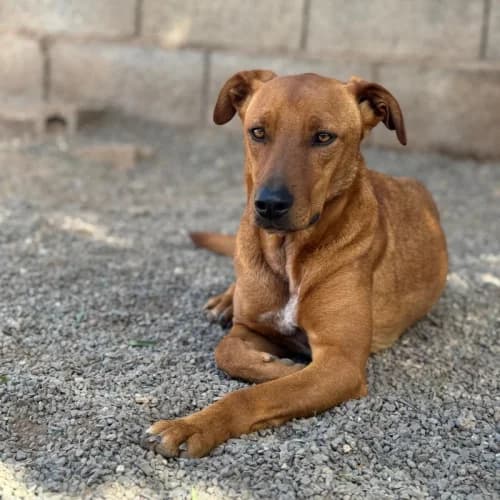 Sally, female 3yo Mixed Breed for adoption at Live PAWS Tenerife