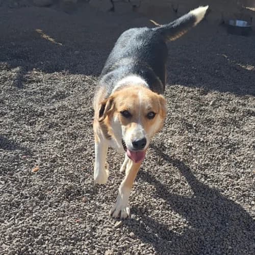 Urko, male young Mixed Breed for adoption at Live PAWS Tenerife
