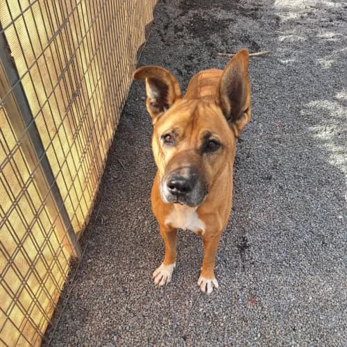 Whiskey, male 4yo Mixed Breed for adoption at Live PAWS Tenerife