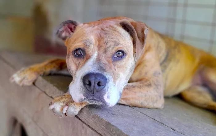 Susana, female Mixed Breed for adoption at Masquechuchos Oviedo, asturias