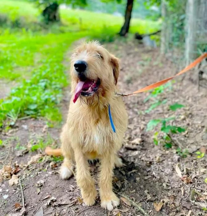 Elga, female Mixed Breed for adoption at Masquechuchos Oviedo, asturias
