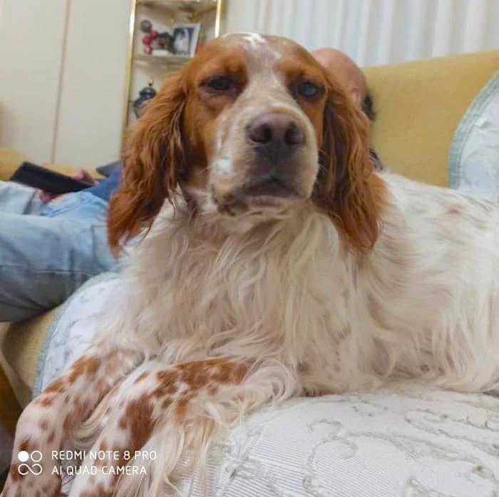 Noa, female Mixed Breed for adoption at Masquechuchos Oviedo, asturias