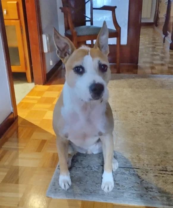 Mía, female Mixed Breed for adoption at Masquechuchos Oviedo, asturias