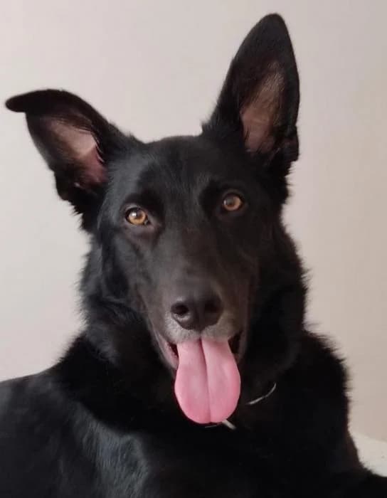Darky, male Mixed Breed for adoption at Masquechuchos Oviedo, asturias