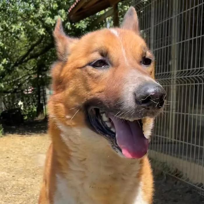 Nash, male Mixed Breed for adoption at Masquechuchos Oviedo, asturias