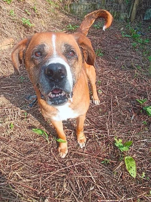 FIdel, male Mixed Breed for adoption at Masquechuchos Oviedo, asturias