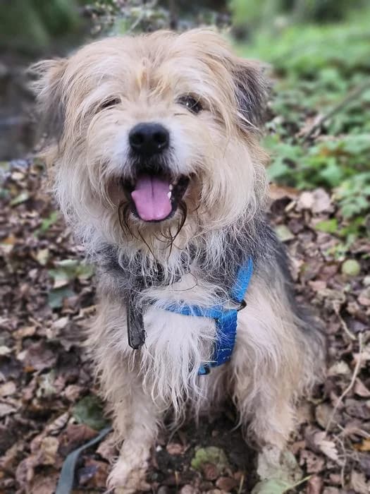 Max, male Mixed Breed for adoption at Masquechuchos Oviedo, asturias