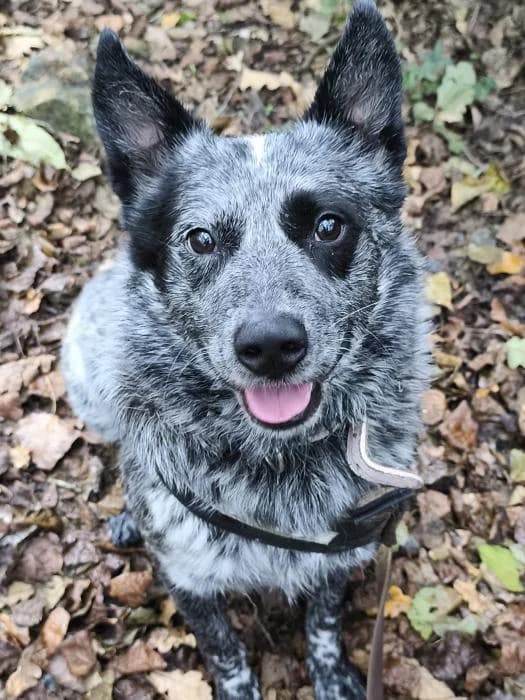 Pirata, male Mixed Breed for adoption at Masquechuchos Oviedo, asturias