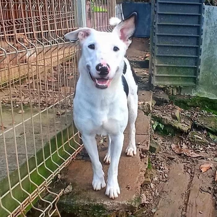 Polo-Patitas, male Mixed Breed for adoption at Masquechuchos Oviedo, asturias