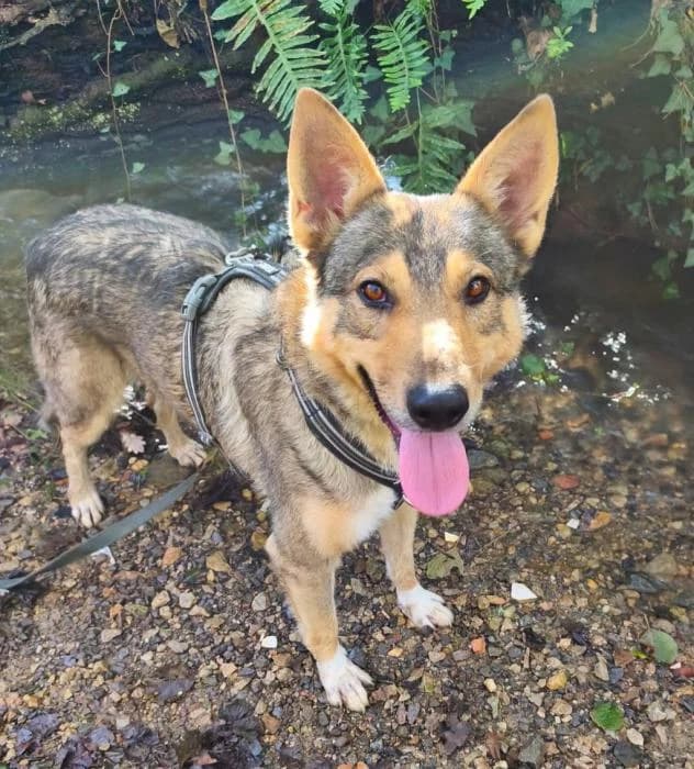 Brusse, male Mixed Breed for adoption at Masquechuchos Oviedo, asturias