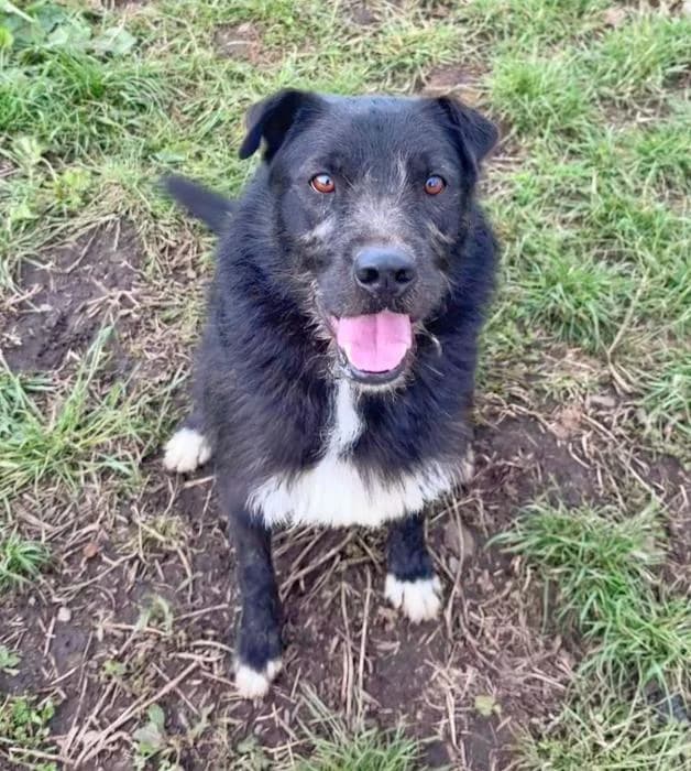 Rex, male Mixed Breed for adoption at Masquechuchos Oviedo, asturias