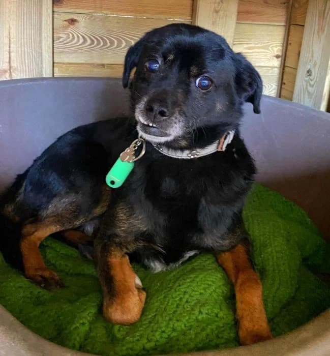 Chocolate y Bombón, male Mixed Breed for adoption at Masquechuchos Oviedo, asturias