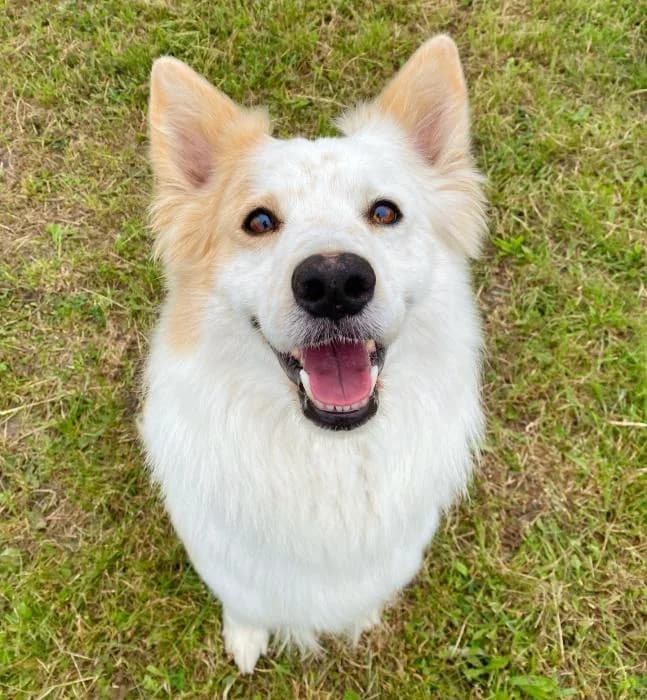 Poly, male Mixed Breed for adoption at Masquechuchos Oviedo, asturias