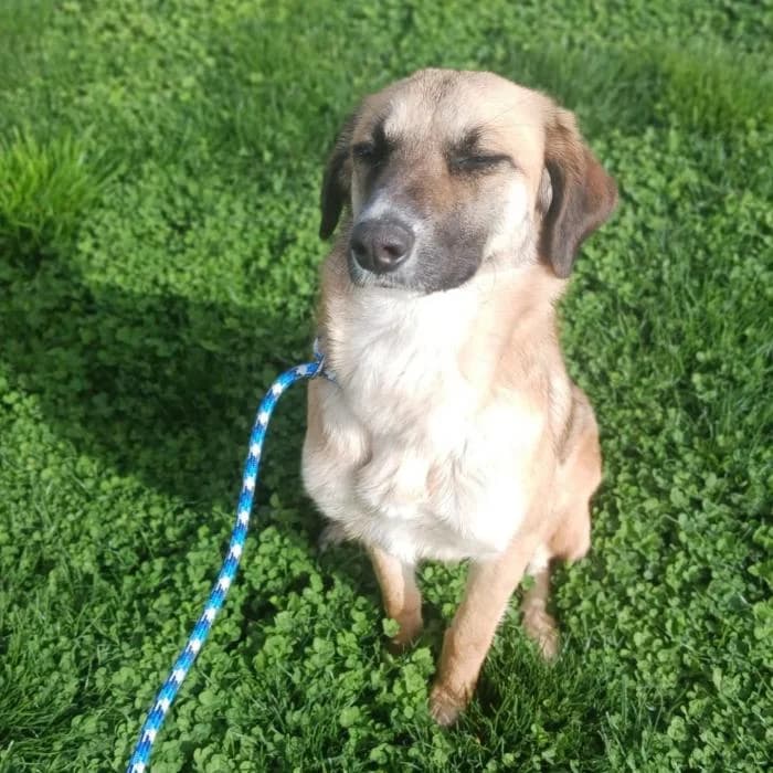 Peggy, female Mixed Breed for adoption at Masquechuchos Oviedo, asturias