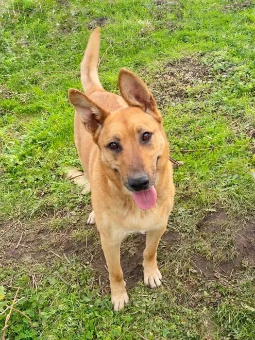 Turbo, male Mixed Breed for adoption at Masquechuchos Oviedo, asturias