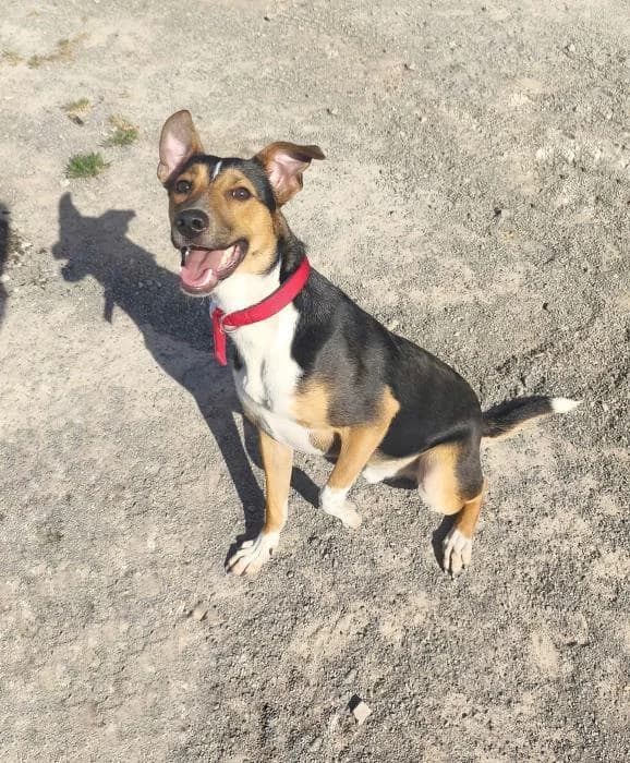 Berni, male Mixed Breed for adoption at Masquechuchos Oviedo, asturias