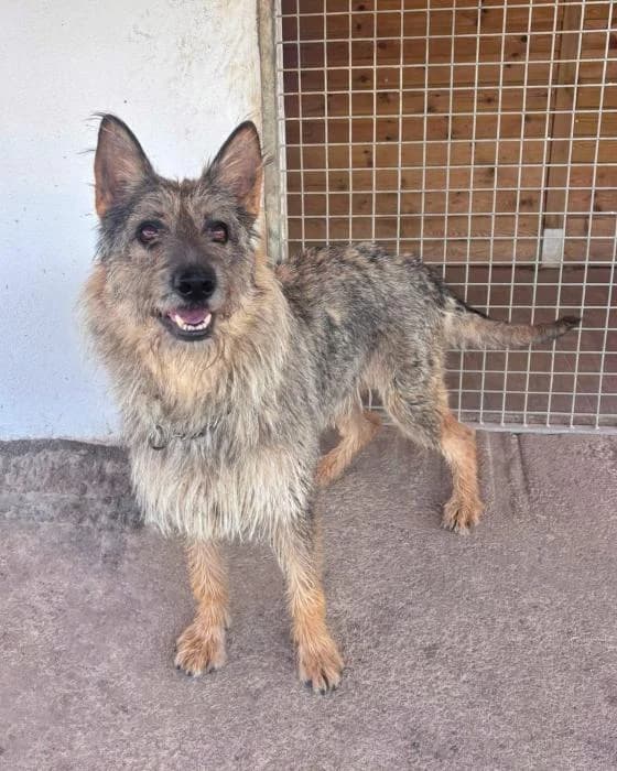 Pelusa, female Mixed Breed for adoption at Masquechuchos Oviedo, asturias