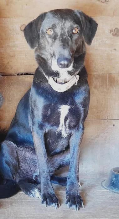 Alaska, female Mixed Breed for adoption at Masquechuchos Oviedo, asturias